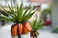 Flowers, plants, background