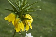 Flowers, plants, background