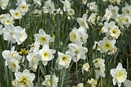 Flowers, plants, background