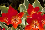 Flowers, plants, background