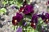 Flowers, plants, background