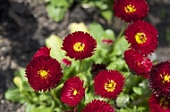 Flowers, plants, background