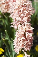 Flowers, plants, background