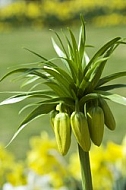 Flowers, plants, background