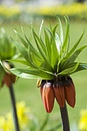 Flowers, plants, background