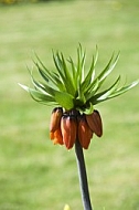 Flowers, plants, background