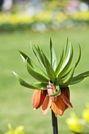 Flowers, plants, background