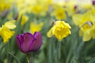 Flowers, plants, background