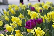 Flowers, plants, background