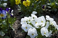 Flowers, plants, background