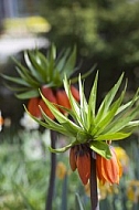 Flowers, plants, background