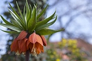 Flowers, plants, background