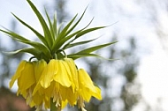 Flowers, plants, background