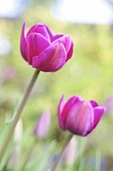 Flowers, plants, background