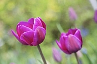 Flowers, plants, background