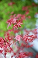 Flowers, plants, background