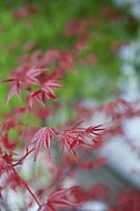 Flowers, plants, background