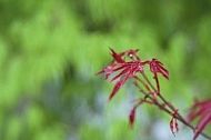 Flowers, plants, background