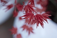 Flowers, plants, background