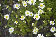 Flowers, plants, background