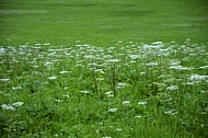 Flowers, plants, background