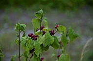 Flowers, plants, background