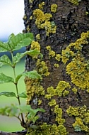 Flowers, plants, background