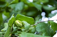 Flowers, plants, background