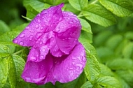 Flowers, plants, background