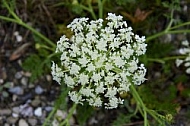 Flowers, plants, background