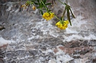 Flowers, plants, background