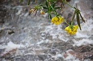 Flowers, plants, background