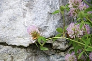 Flowers, plants, background