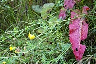 Flowers, plants, background