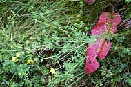 Flowers, plants, background