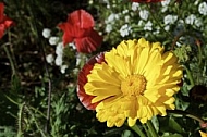 Flowers, plants, background