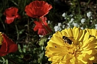 Flowers, plants, background