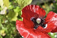 Flowers, plants, background