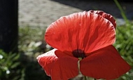 Flowers, plants, background