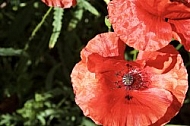 Flowers, plants, background