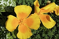 Flowers, plants, background