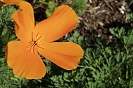 Flowers, plants, background