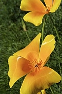 Flowers, plants, background