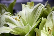 Flowers, plants, background