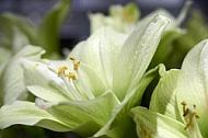 Flowers, plants, background