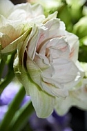 Flowers, plants, background