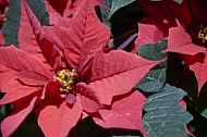 Flowers, plants, background