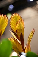 Flowers, plants, background