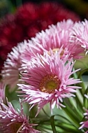 Flowers, plants, background