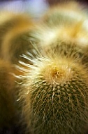 Flowers, plants, background